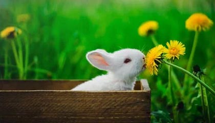 电鸽盘点：猛料5条亲测有效秘诀，神秘人上榜理由极其令人愤怒